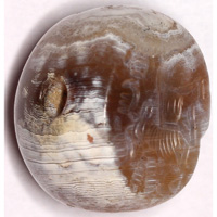 Sasanian Seals Stag