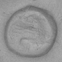 Sasanian Seals Fox
